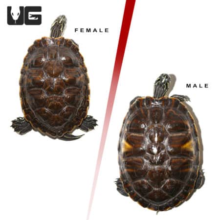 Sub Adult Peninsula Cooter Turtle Pair (Pseudemys peninsularis) For Sale - Underground Reptiles