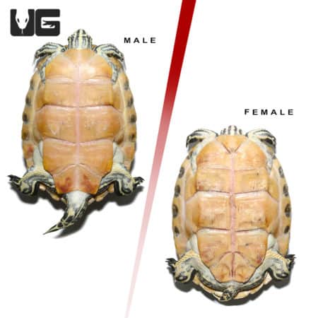 Sub Adult Peninsula Cooter Turtle Pair (Pseudemys peninsularis) For Sale - Underground Reptiles