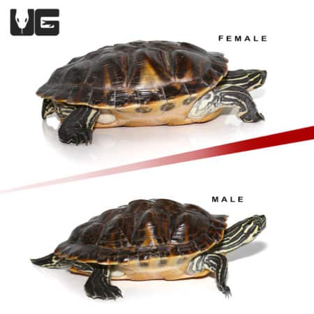 Sub Adult Peninsula Cooter Turtle Pair (Pseudemys peninsularis) For Sale - Underground Reptiles