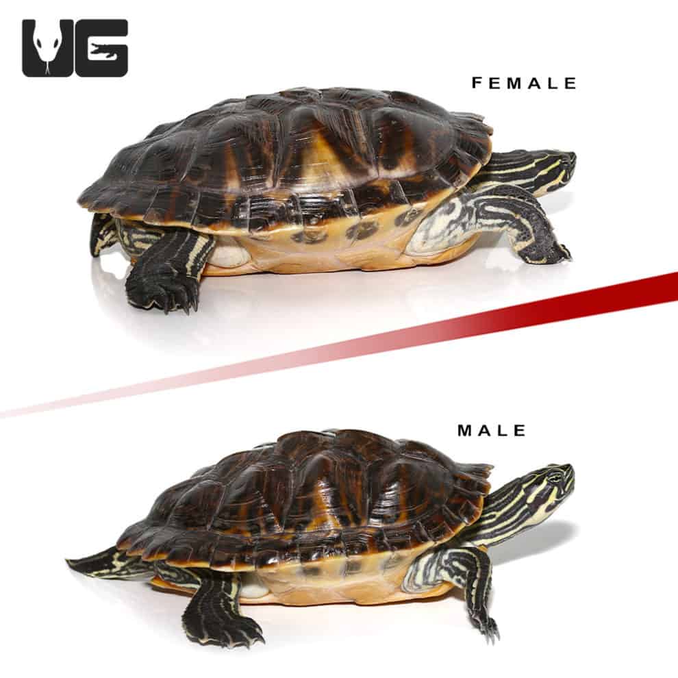 Sub Adult Peninsula Cooter Turtle Pairs For Sale - Underground Reptiles