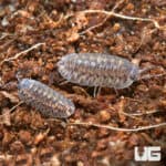 Plantin Tung Song Isopod (Cubaris Murina Sp. Plantin Tung Song) For Sale - Underground Reptiles