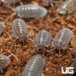 Plantin Tung Song Isopod (Cubaris Murina Sp. Plantin Tung Song) For Sale - Underground Reptiles