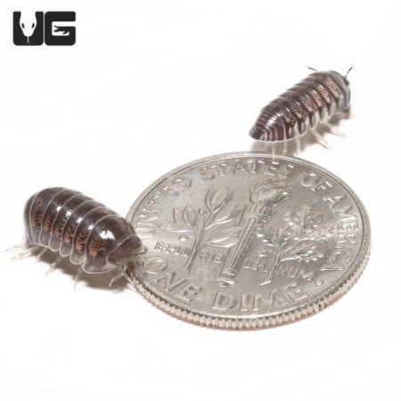 "Platinum" Ducky Isopods (Cubaris Sp. Platinum Ducky) For Sale - Underground Reptiles