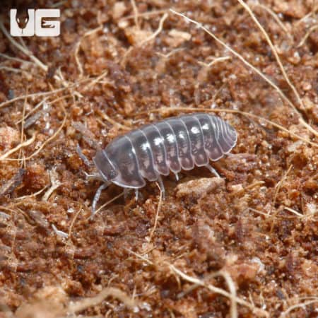 "Platinum" Ducky Isopods (Cubaris Sp. Platinum Ducky) For Sale - Underground Reptiles