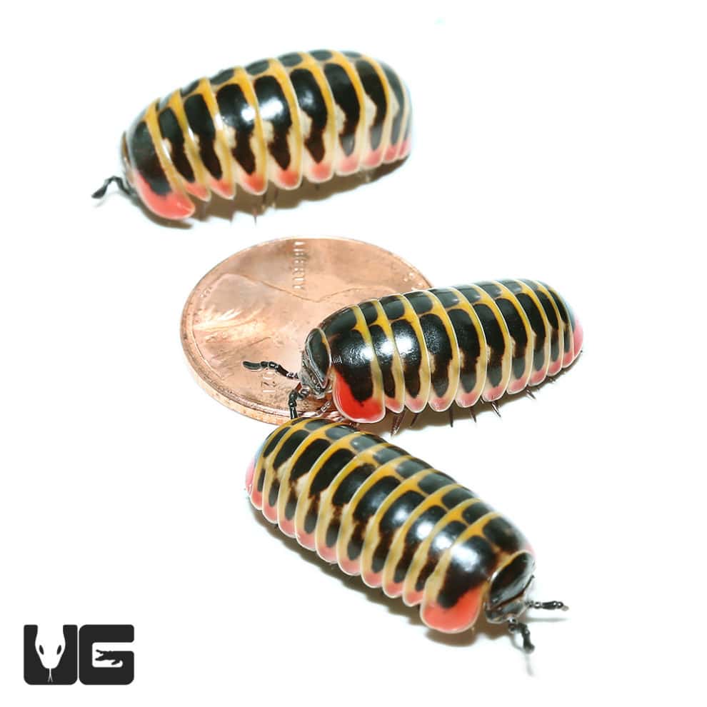 Rainbow Candy Pill Millipede (Rhopalomeris Carnifex) For Sale
