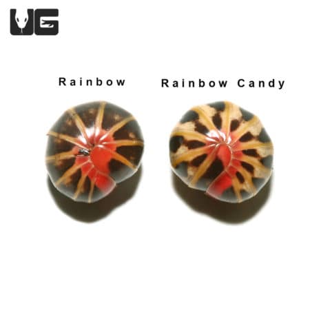 Rainbow Candy Pill Millipede in vibrant colors and unique pattern. Perfect for reptile enthusiasts a.