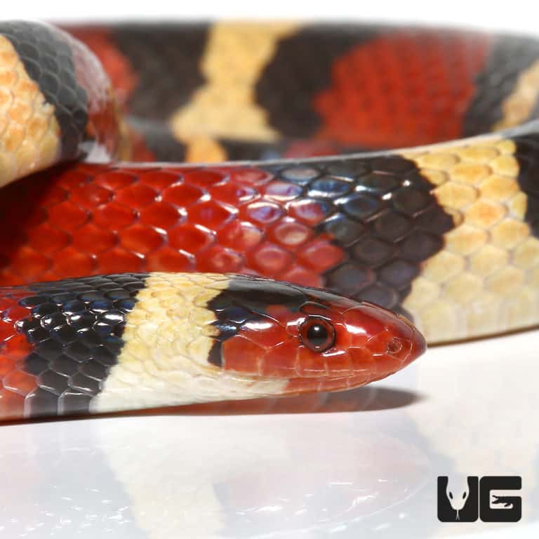 Scarlet Kingsnakes For Sale Underground Reptiles