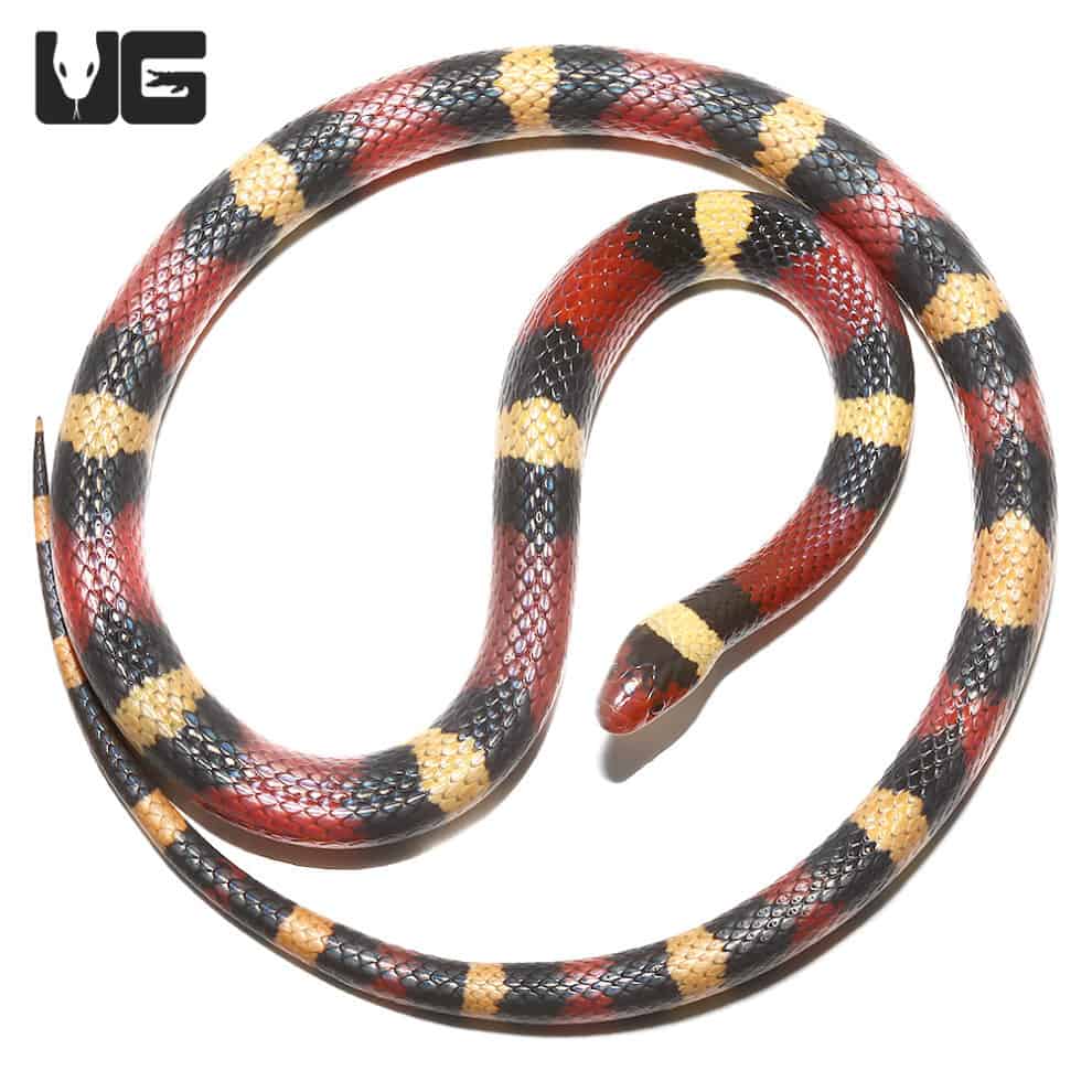Scarlet Kingsnakes For Sale Underground Reptiles