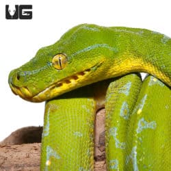 Sorong Green Tree Pythons (Morelia viridis) For Sale - Underground Reptiles