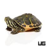 Golden Flame Florida Redbelly (Wing Phase) Turtle (Pseudemys nelsoni) For Sale - Underground Reptiles