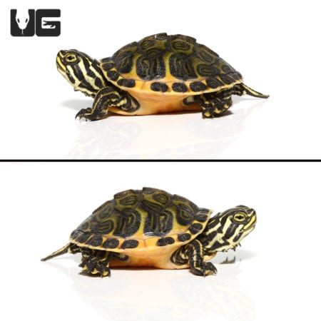 Florida Red Belly Slider Turtles For Sale - Underground Reptiles