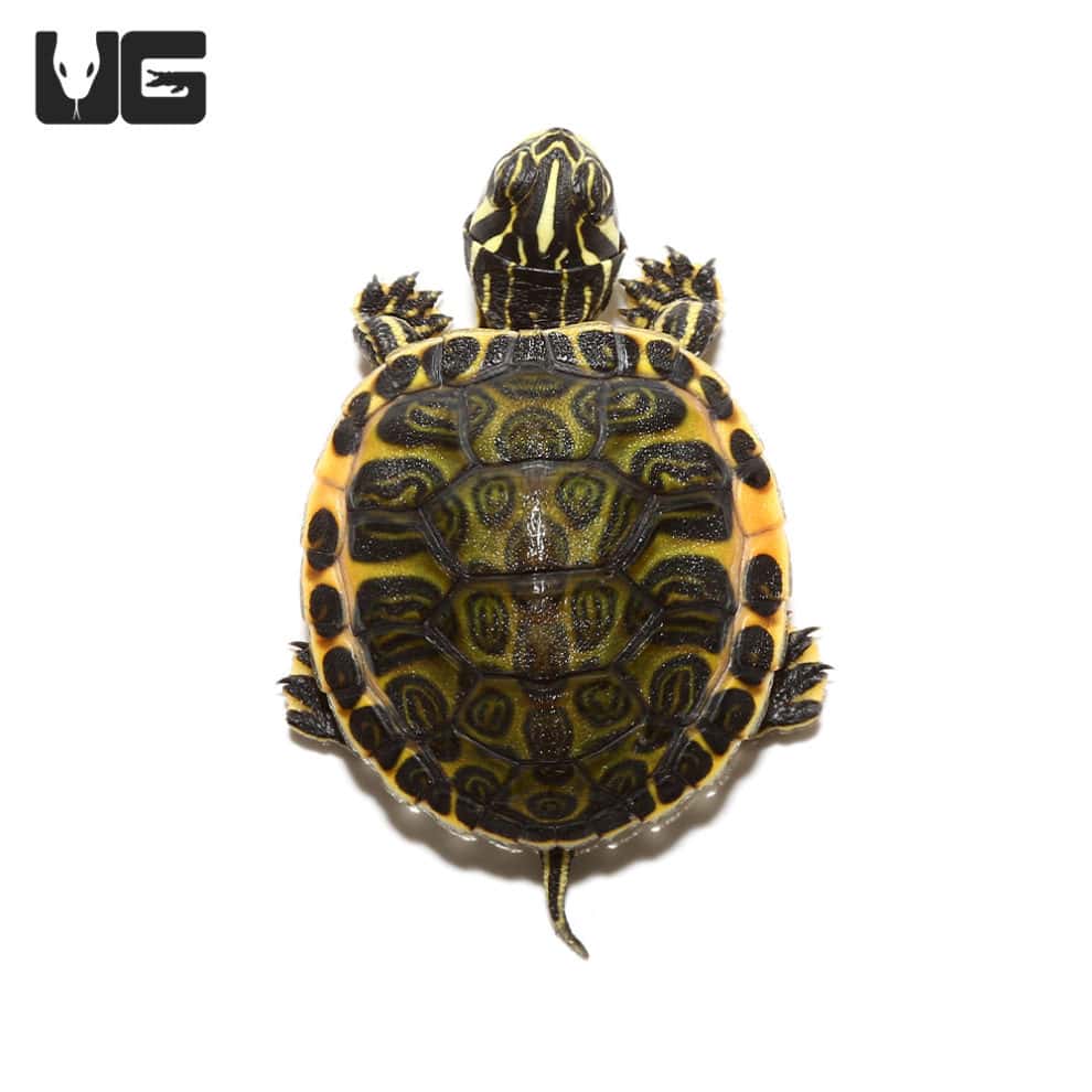 Florida Red Belly Slider Turtles For Sale - Underground Reptiles