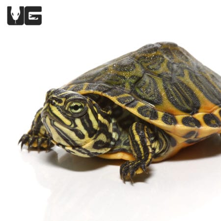 Florida Red Belly Slider Turtles For Sale - Underground Reptiles