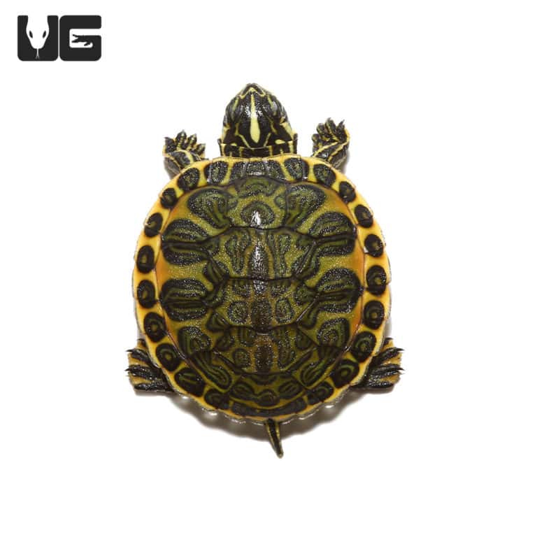 Florida Red Belly Slider Turtles For Sale - Underground Reptiles