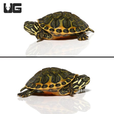 Florida Red Belly Slider Turtles For Sale - Underground Reptiles