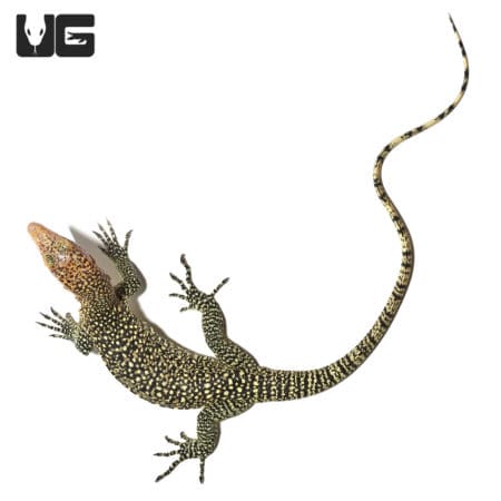 Rennell Island Mangrove Monitor #1 (Varanus juxtindicus) For Sale - Underground Reptiles