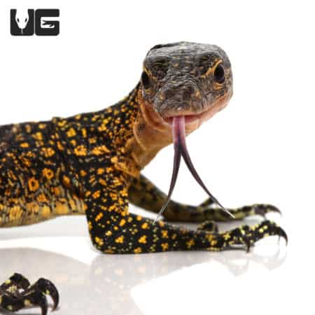 Baby Russell Island Mangrove Monitors (Varanus indicus) For Sale - Underground Reptiles