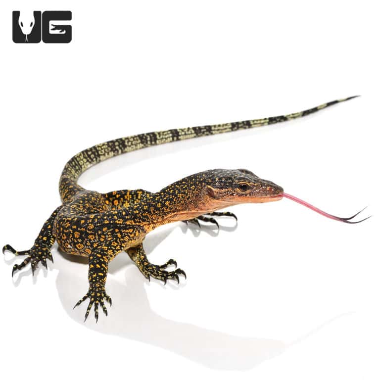 Baby Solomon Island Mangrove Monitor For Sale Underground Reptiles