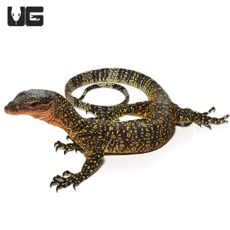 Baby Russell Island Mangrove Monitors (Varanus indicus) For Sale - Underground Reptiles