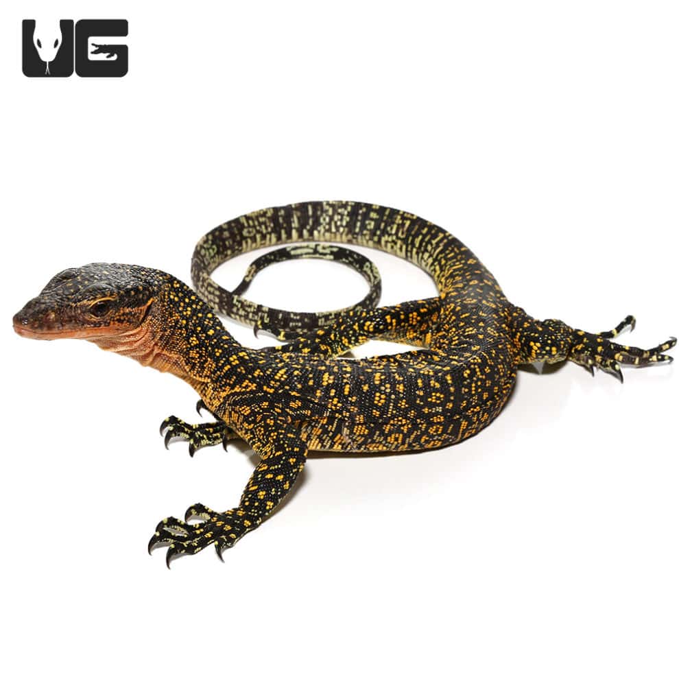 Baby Solomon Island Mangrove Monitor For Sale Underground Reptiles