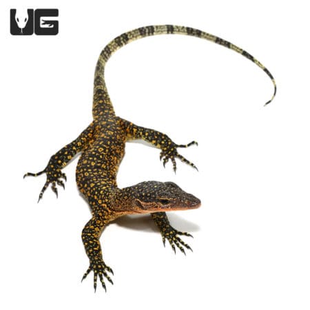 Baby Russell Island Mangrove Monitors (Varanus indicus) For Sale - Underground Reptiles