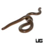 Spotted Blind Worm Snake (Afrotyphlops lineolatus) for sale - Underground Reptiles