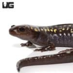 Spotted Salamander (Ambystoma maculatum) For Sale - Underground Reptiles