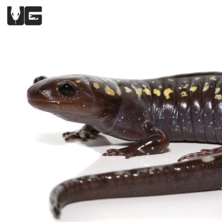 Spotted Salamander (Ambystoma maculatum) For Sale - Underground Reptiles