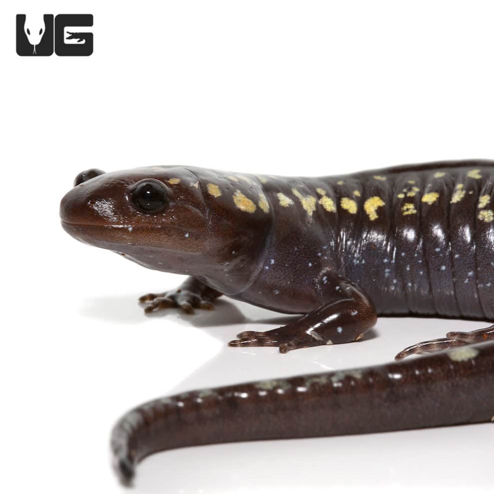 Spotted Salamander For Sale Underground Reptiles