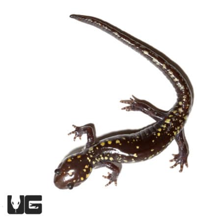 Spotted Salamander with golden snowflake pattern on dark skin.