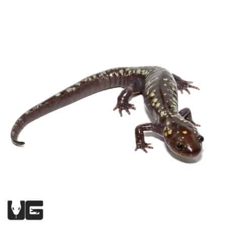 Spotted Salamander with golden snowflake pattern, ideal for reptile enthusiasts.