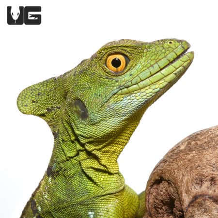 Sub-Adult Green Basilisk (Basiliscus plumifrons) For Sale - Underground Reptiles