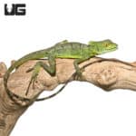 Sub-Adult Green Basilisk (Basiliscus plumifrons) For Sale - Underground Reptiles