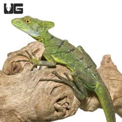 Sub-Adult Green Basilisk (Basiliscus plumifrons) For Sale - Underground Reptiles