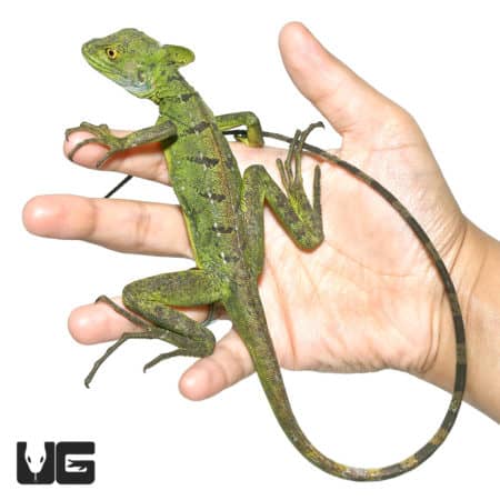 Green Basilisk lizard perched on a person's hand, showcasing its vibrant green color and distinctive.