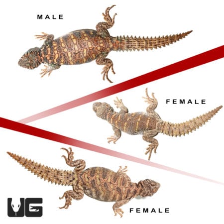 Sub-Adult Ornate Uromastyx Trio #1 (Uromastyx ornata) For Sale - Underground Reptiles
