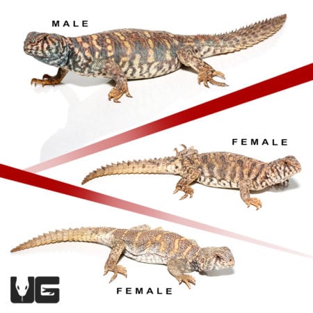 Sub-Adult Ornate Uromastyx Trio #1 (Uromastyx ornata) For Sale - Underground Reptiles