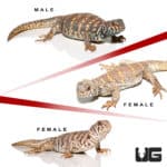 Sub-Adult Ornate Uromastyx Trio #1 (Uromastyx ornata) For Sale - Underground Reptiles