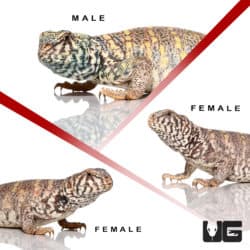 Sub-Adult Ornate Uromastyx Trio #2 (Uromastyx ornata) For Sale - Underground Reptiles