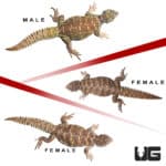 Sub-Adult Ornate Uromastyx Trio #2 (Uromastyx ornata) For Sale - Underground Reptiles