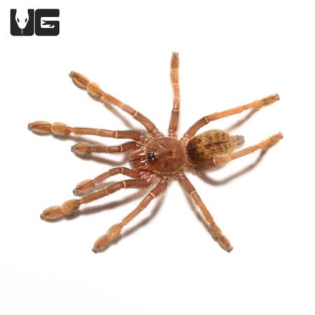 Tanzanian Black And Olive Baboon Tarantula (Encyocratella olivacea) For Sale - Underground Reptiles