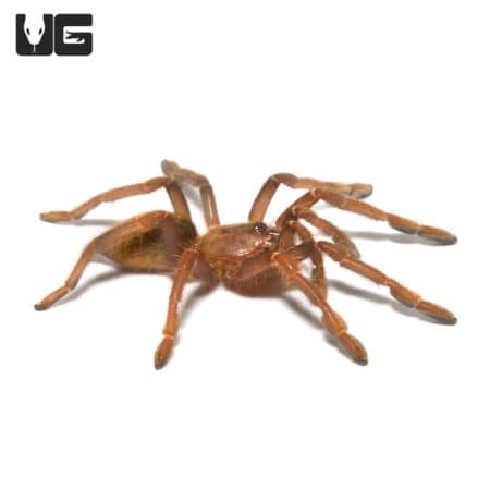 Close-up of a Tanzanian Black and Gold Baboon Tarantula, small size 0.25-0.75 inches.