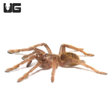 Tanzanian Black And Olive Baboon Tarantula (Encyocratella olivacea) For Sale - Underground Reptiles