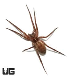 Ten Spot Wandering Spider (Ctenidae sp. "Ten Spot") For sale - Underground Reptiles