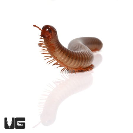 Thai Amber Millipede (Spirobolida Sp. "Amber") For Sale - Underground Reptiles