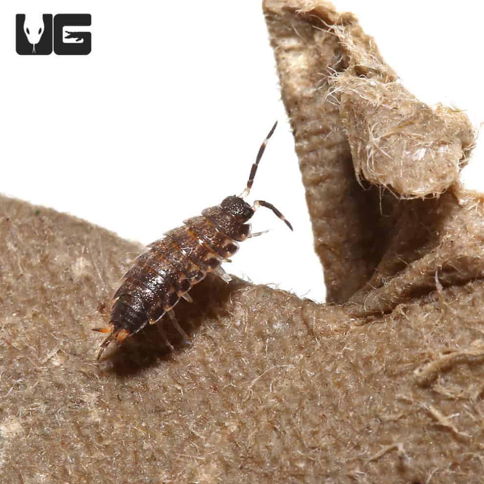 Thai Scarlet Isopod (Philoscia sp. 