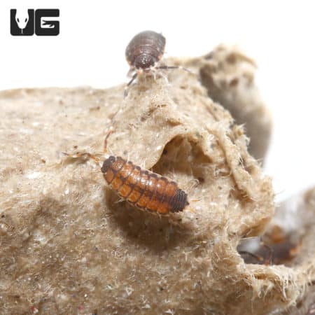 Close-up of a Thai Scarlet Isopod on a natural substrate.