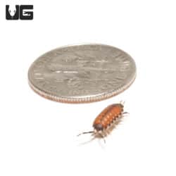 Thai Scarlet Isopod (Philoscia sp. 