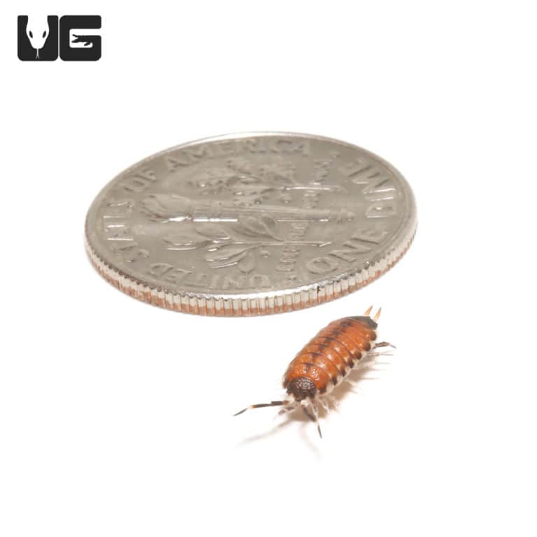 Thai Scarlet Isopod (Philoscia sp. 