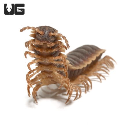 Close-up of a Thailand Giant Flat Millipede, showcasing its segmented body and multiple legs.